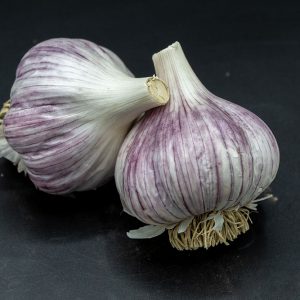 Picture of Persian Star Garlic from Calico Blossom Farm